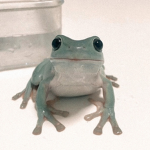 froggxh’s pond~
