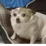 ThonkNgu