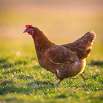 The Chicken Kings
