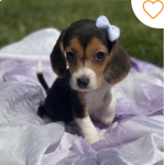BeagleClub