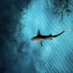 sharpsharkz