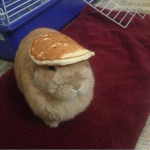 pancake rowers