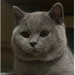 myst's cool cat club