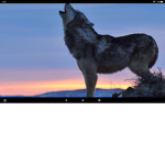 Howl Moon Den