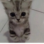 cat clicking studio!