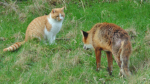 Fluffy cats group and fluffy foxes
