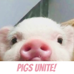 PIGS UNITE!!!