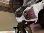 -*+Tiny Doggos+*-
