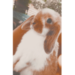 Bunnies and Rabbits Closet