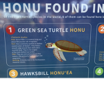 Cyber turtle 88
