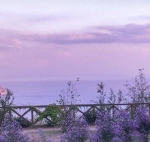 Lavender DTI Farming!