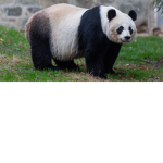 panda official club