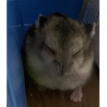 랄로