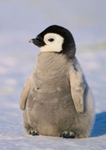 BABY PENGUIN GROUP IS BETTER