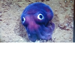 Cartoon squids