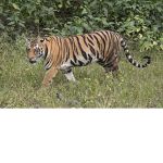 Only tiger
