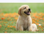 Official Dog ##### squad group