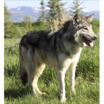 Wolves dogs we love em all
