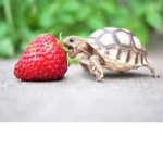 Turtle Alliance