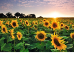 ~SunflowerStables~