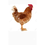 Chicken buggs