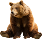 The Leader Bear Army