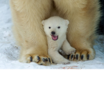 #TeamPolarBearForever