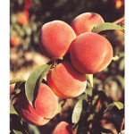~ Simply Apricots ~