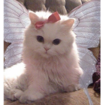 ʚ fairy heaven ɞ