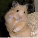 RAT CHAMPIONS