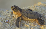THE turtle