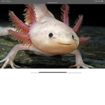 Axolotl =cute