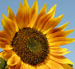 sunflowers fan group:)