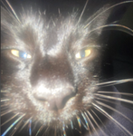 Faded kitty