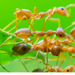 -[ the colony ]-