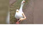Enten Gang - Fisch Gang