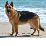 Love German shepherds