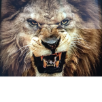 LION_YT