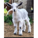 GOAT GIVES ROBUX