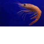 Shrimp people