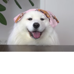Meu grupinho novo da luizaaaaaaa