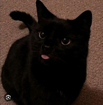 Kat-Luvers
