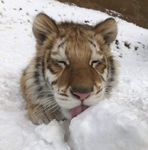 Tigers Lovers <3