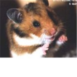 Hamster Lovers!!!!!!! (READ DESCRIPTION)