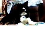 dog fan group :)