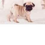 PUG master.