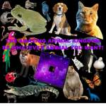 THE AMAZING ANIMAL KINGDOM!!!