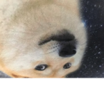 The doge army bacons welcome