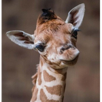 GIRAFFE SQUAD!!!!