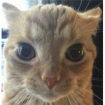 catsss.